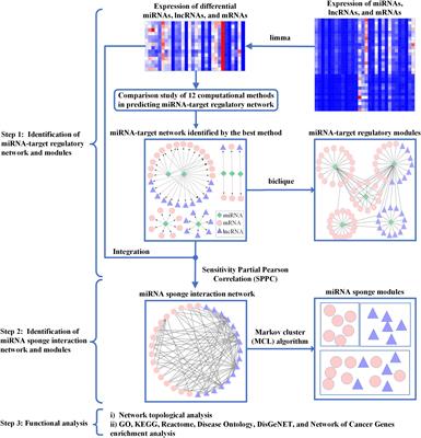 ASDmiR: A Stepwise Method to Uncover miRNA Regulation Related to Autism Spectrum Disorder